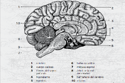 cerebroooo