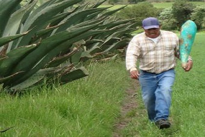 pulque 1f